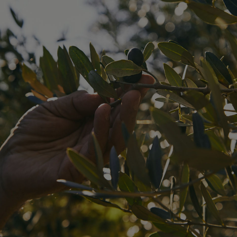 Hand picking an olive from a branch