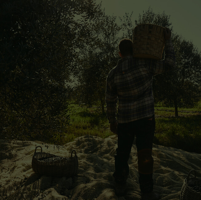 Man working on an olive oil field