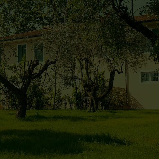 dark trees next to a house
